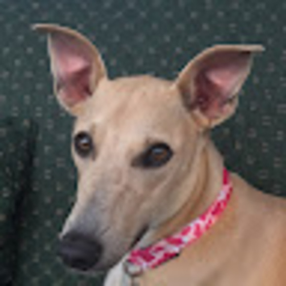 Meet your Posher, M - Picture 1 of 1